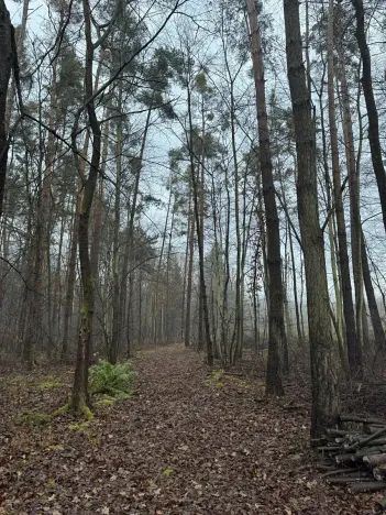 Prodej podílu lesa, Břehy, 1092 m2