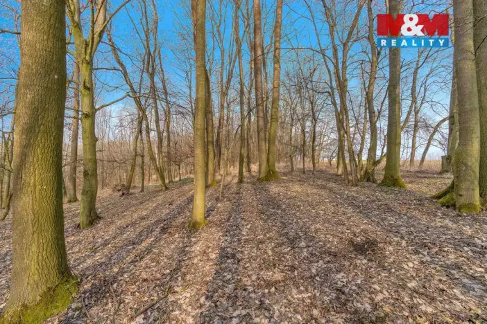 Prodej lesa, Slatiny, 6169 m2