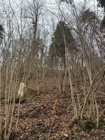 Prodej lesa, Zlatá Koruna, 2337 m2