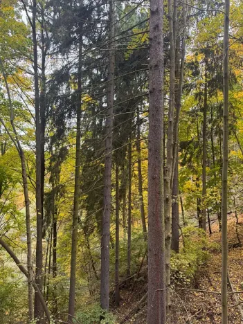Prodej lesa, Přísečná, 15088 m2