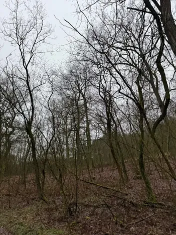 Prodej lesa, Libotenice, 63021 m2