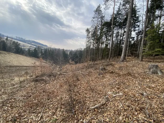 Prodej lesa, Zborov, 9290 m2