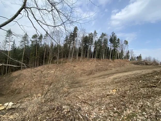 Prodej lesa, Zborov, 9290 m2