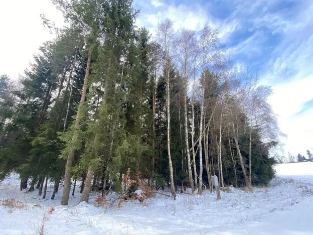 Prodej lesa, Volfířov - Brandlín, 3426 m2