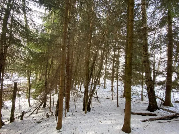 Prodej lesa, Volfířov - Brandlín, 3426 m2