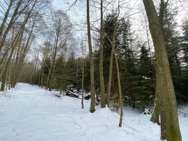 Prodej lesa, Volfířov - Brandlín, 3892 m2