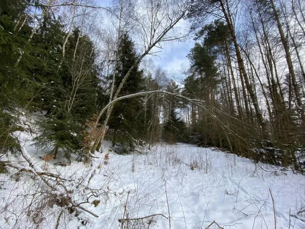 Prodej pozemku, Volfířov - Brandlín, 5958 m2