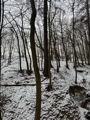 Prodej lesa, Vyškov, 1783 m2