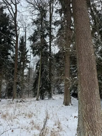 Prodej lesa, Olešník, 5100 m2