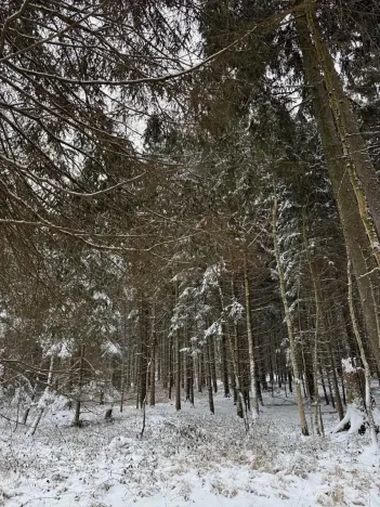 Prodej lesa, Olešník, 5100 m2