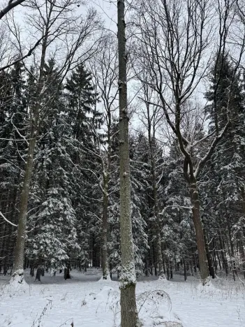 Prodej lesa, Olešník, 5100 m2