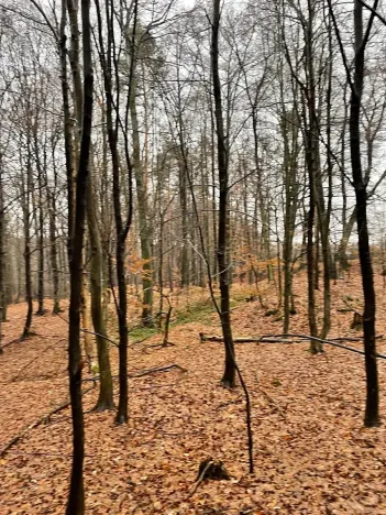 Prodej lesa, Velká Polom, 3342 m2