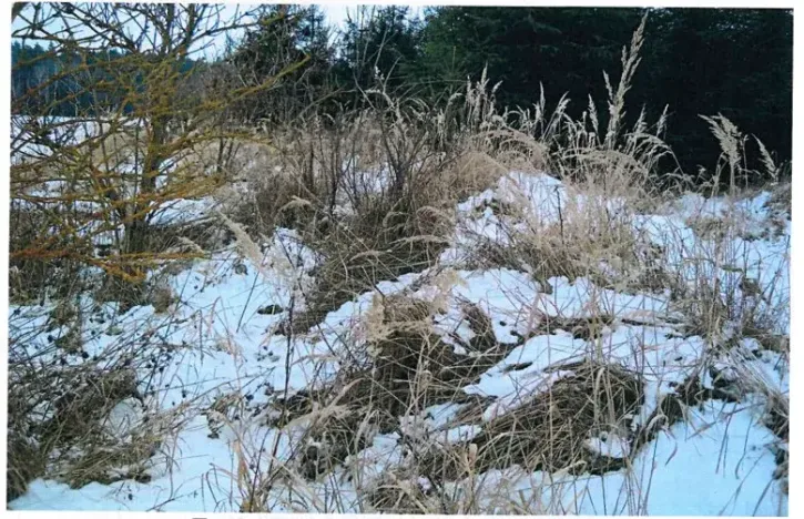 Prodej lesa, Červená Řečice, 1152 m2