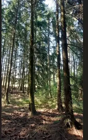 Prodej lesa, Červená Řečice, 52 m2