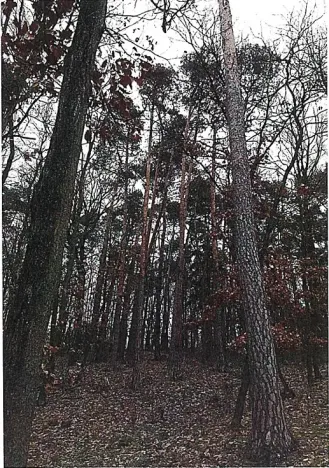 Prodej lesa, Tetčice, 1613 m2