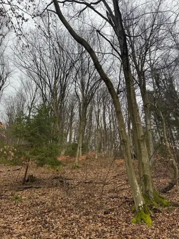 Prodej lesa, Huslenky, 16650 m2