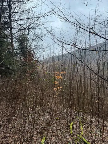 Prodej lesa, Huslenky, 16650 m2