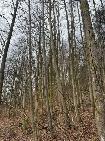 Prodej lesa, Huslenky, 16650 m2