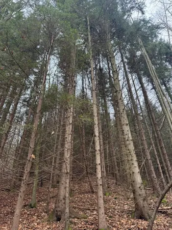 Prodej lesa, Huslenky, 16650 m2