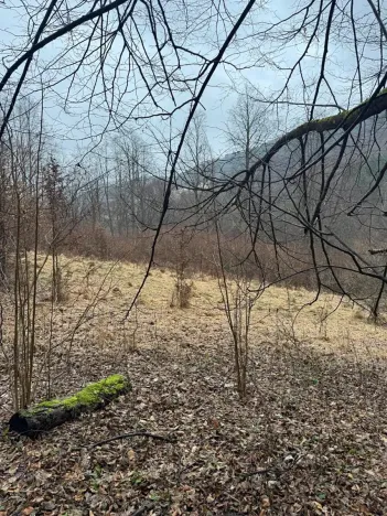 Prodej lesa, Huslenky, 29988 m2