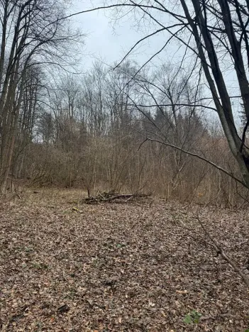 Prodej lesa, Huslenky, 29988 m2