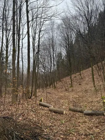 Prodej lesa, Huslenky, 29988 m2