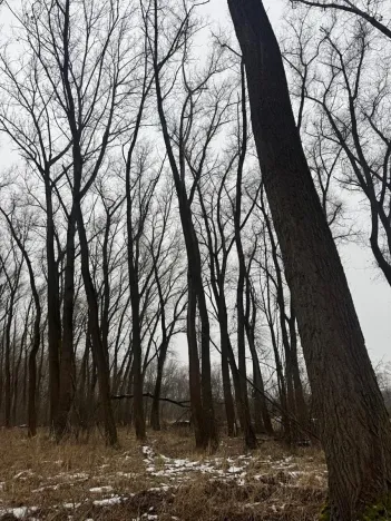 Prodej podílu lesa, Přerov nad Labem, 1596 m2
