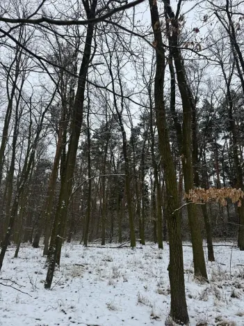 Prodej podílu lesa, Štítary, 3942 m2