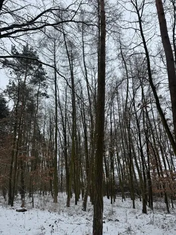 Prodej podílu lesa, Štítary, 3942 m2