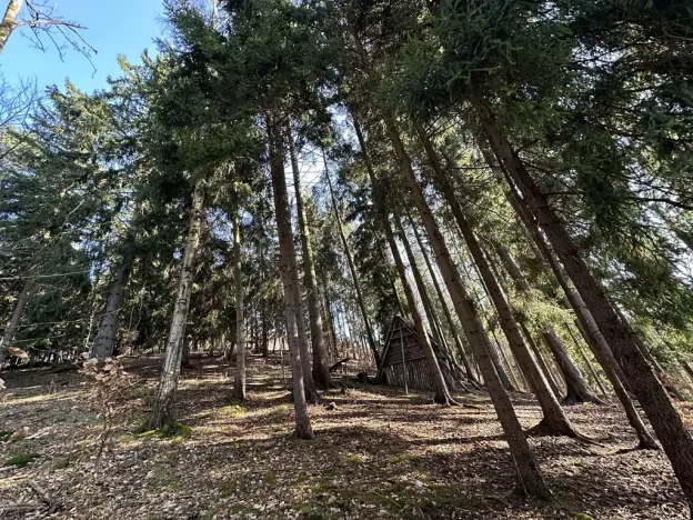 Prodej lesa, Plavy, 32050 m2