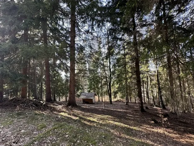 Prodej lesa, Plavy, 32050 m2