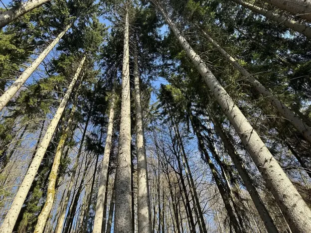 Prodej lesa, Plavy, 32050 m2