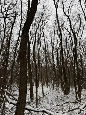 Prodej podílu lesa, Nikolčice, 3584 m2