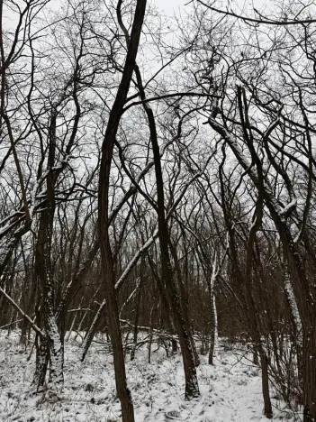 Prodej podílu lesa, Nikolčice, 3584 m2