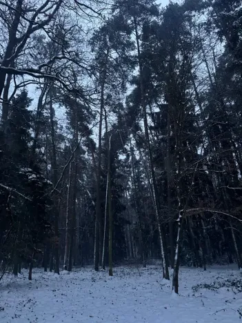 Prodej podílu lesa, Horšovský Týn, 4280 m2