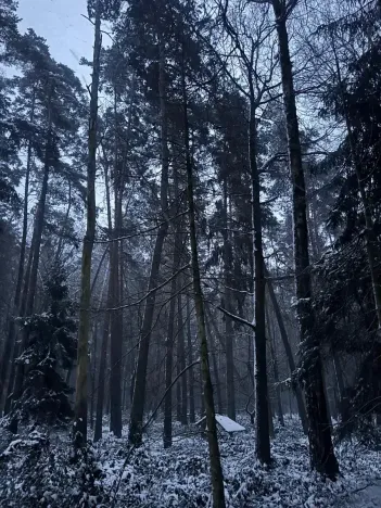 Prodej podílu lesa, Horšovský Týn, 4280 m2