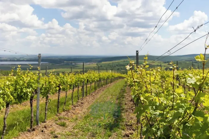 Prodej rodinného domu, Pavlov, Na Návsi, 200 m2