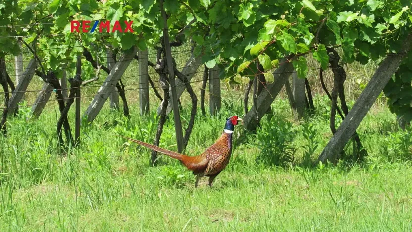 Prodej chaty, Kyjov, 20 m2