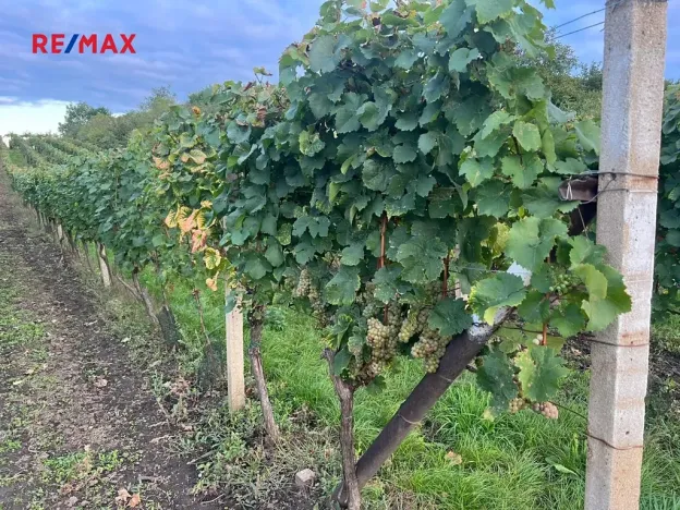 Prodej sadu/vinice, Dolní Dunajovice, 3118 m2