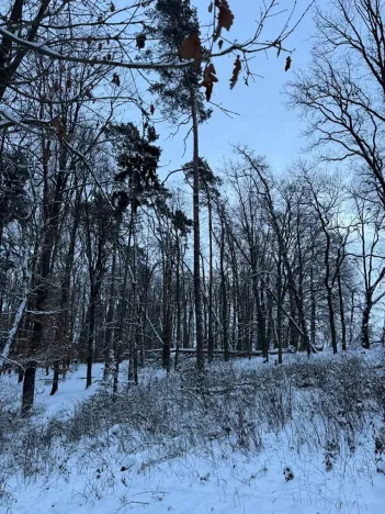 Prodej lesa, Dolní Bousov, 59634 m2