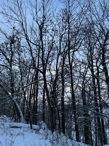 Prodej lesa, Dolní Bousov, 59634 m2