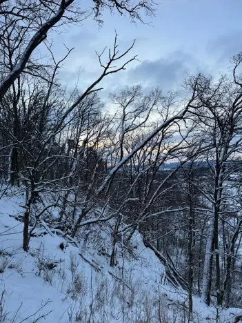 Prodej lesa, Dolní Bousov, 59634 m2