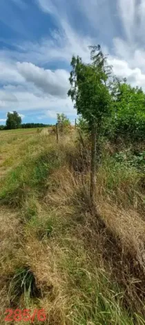 Prodej lesa, Červená Řečice, 48 m2