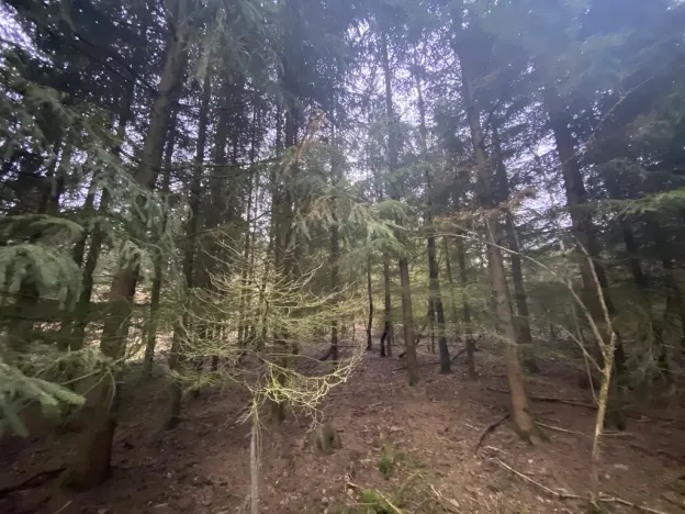 Prodej lesa, Blížejov - Lštění, 6627 m2