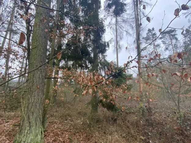 Prodej lesa, Blížejov - Lštění, 4624 m2