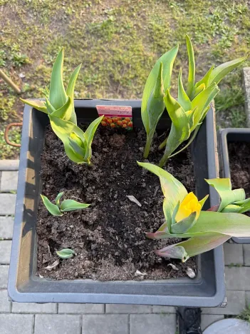 Prodej bytu 2+kk, Praha - Michle, U plynárny, 37 m2