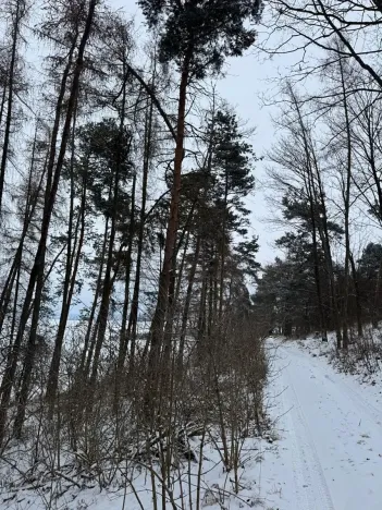 Prodej lesa, Prokopov, 2228 m2