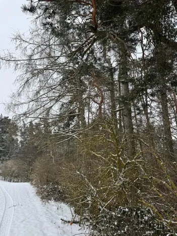 Prodej podílu lesa, Boskovštejn, 1959 m2