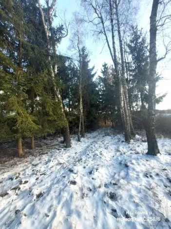 Prodej lesa, Rovná, 2569 m2