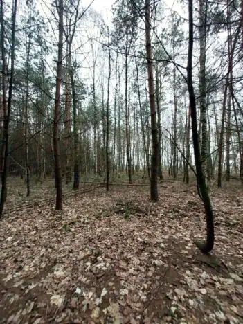 Prodej lesa, Morašice, 11313 m2